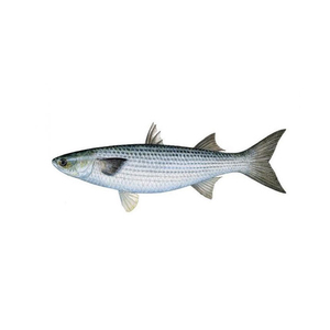 Moules grises congelées en gros, prix bas, qualité supérieure, produits de la mer - Product Image 6
