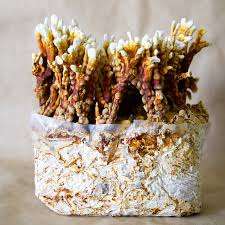 Hongo Reishi de asta fresco Calidad Premium Buen Paquete de Vietnam con precio barato - Product Image 5