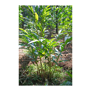 กระวานสีเขียวทั้งใบซื้อออนไลน์ฝักคุณภาพดีที่สุดสำหรับการชงชาและเครื่องปรุง - Product Image 3