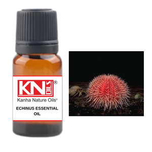Aceites esenciales ECHINUS a granel de la mejor calidad, fabricante indio muy popular, el mejor precio al por mayor, clavo de lavanda, alcanfor, hisopo - Product Image 3