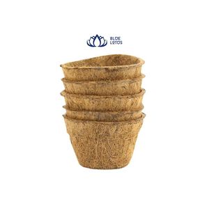 การส่งออกดอกไม้กาบมะพร้าวจากเวียดนามหม้อกาบมะพร้าว - Product Image 6