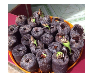 Coco natural Jiffy para exportación a granel de coco Premium Coir Jiffy Pellets de turba para jardinería ecológica, de origen vietnamita para la venta - Product Image 6