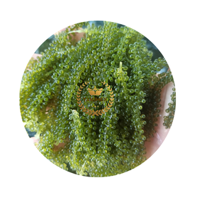 100% algues de raisin salées naturelles (Caulerpa Lentillifera/Lato) emballage OEM étiquette personnalisée sac de Style séché directement Vietnam - Product Image 1