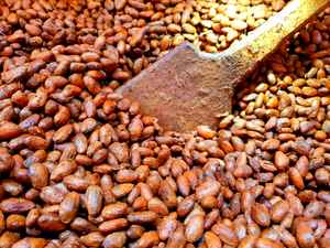 เมล็ดโกโก้หมักจากธรรมชาติเมล็ดโกโก้ออร์แกนิคสำหรับการส่งออก - Product Image 5