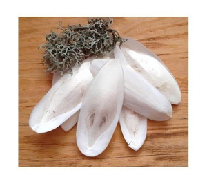 Hueso de sepia seco de Vietnam para accesorios de jaula de pájaros y soporte nutricional - Product Image 1