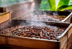 เมล็ดโกโก้หมักธรรมชาติบริสุทธิ์สำหรับผู้ผลิตช็อกโกแลตและเครื่องดื่ม - Product Image 6