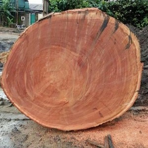 Troncos de Madera de Azobé de Primera Calidad para Exportación, Resistentes y de Alta Calidad |   Madera Sostenible de Lophira Alata (Redonda de 6m/60cm) para Puentes y Ferrocarriles - Product Image 6