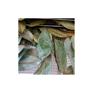 FEUILLES DE GRAVIOLA 100% NATUREL-MEILLEUR PRIX 2025 - Product Image 5