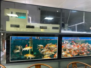 Барабанный фильтр с гравитационной подачей 20 м³/ч с биофильтром, внутренний УФ-фильтр для пруда с карпами кои - Product Image 2