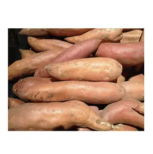 Großhandel Hersteller und Lieferant aus Deutschland köstliche Qualität frische Yams hochwertiger günstiger Preis