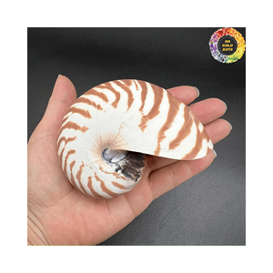 Nautilus de concha marina natural para crear obras de arte temáticas de playa y regalos de bricolaje - Product Image 6