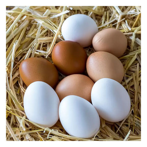 Farm Fresh Table Eggs Premium Nutritious Brown and White Aves de Corral Huevos Suministro a granel - Product Image 3