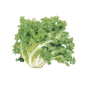 Chicorée d'endives la plus vendue: grossiste en gros d'espèces de légumes à feuilles amères similaires de qualité supérieure - Product Image 2