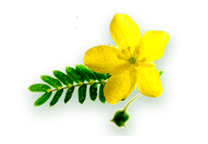 Comprimés Himalaya Speman, complément alimentaire à base de plantes pour la santé masculine, vitalité, force et soutien quotidien au bien-être - Product Image 2