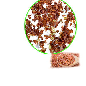 Cresson | Eco Microgreen Herb | Propre Offre Botanique - Product Image 1