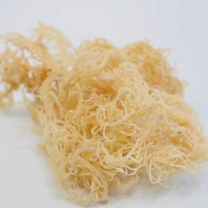 มอสทะเลแห้งสีขาวเพื่อการส่งออกจำนวนมาก | คุณภาพพรีเมี่ยม - Product Image 1