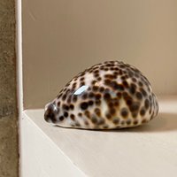 Coquillages de mer naturels vides, décoration à collectionner, prix bon marché, tigre, coquillages, coquillages, coquillages, coquillages