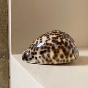 Conchas de mar naturales vacías, decoración coleccionable, precio barato - Product Image 6