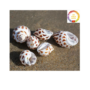 Venta al por mayor de conchas de Caracol dulce de calidad superior, conchas marinas de Babilonia manchadas naturales de Vietnam - Product Image 2