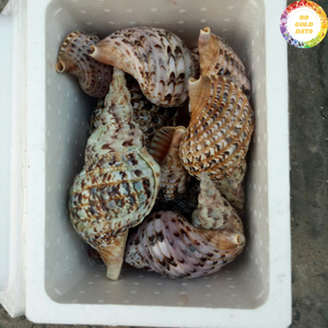 Decoración de Concha Marina Natural Trompeta Tritón, Hecha de Material de Concha Oceánica para Exhibición en el Hogar, Elaborada en Vietnam - Product Image 1