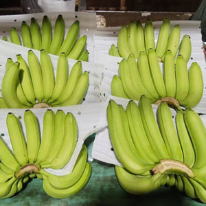 Plátanos Cavendish de alta calidad, grado de exportación para importadores de Oriente Medio - Product Image 4