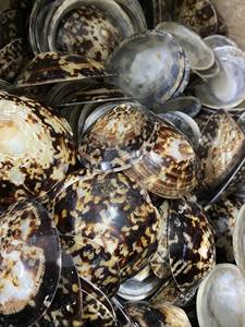 Concha de Limpet Decorativa con Cuerpo Resistente y Acabado Limpio para Manualidades, Exhibición y Mercados de Exportación - Product Image 3