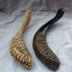 Shofar en corne naturelle pour la musique et les usages religieux, shofar casher, animal brut à vendre - Product Image 1