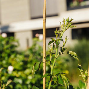 Poteaux de bambou Naturel et Poteaux de bambou en gros du fabricant Eco2go Vietnam - Product Image 5