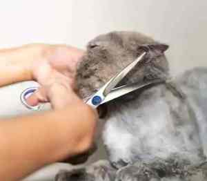 Juegos de tijeras profesionales de alta calidad para el cuidado de mascotas, tijeras de corte de 8 pulgadas, tijeras curvas, tijeras para adelgazar el cabello para perros y cachorros - Product Image 1