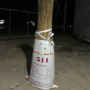 Bâtons de balai Midrib de noix de coco pour le ménage et l'extérieur - Product Image 2