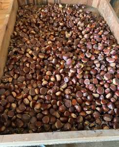 เม็ดเกาลัดสำหรับขายส่งเหมาะสำหรับผู้ค้าปลีกและตัวแทนจำหน่ายอาหาร - Product Image 5