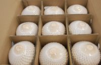 Pulpa de Coco Joven Vietnamita Fresca con Corte Diamante - Coco Premium para Beber, Listo para Exportar, Suministro a Granel