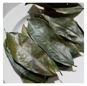 HOJAS DE GRAVIOLA DE VIETNAM/HOJAS DE URENTA SECAS A PRECIO ASEQUIBLE LISTO PARA EXPORTAR EN GRANDE - Product Image 4