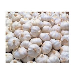 Precio del ajo por tonelada, ajo fresco, ajo de nueva cosecha, venta al por mayor desde Bélgica - Product Image 1