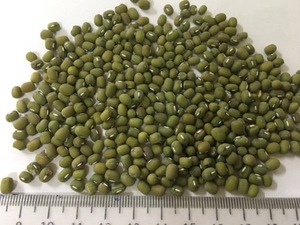 Fourniture directe Moong Dal 3.8mm grande taille haricots Vigna Mung Dal germination haricots mungo verts en vrac stock frais disponible pour les exportations - Product Image 2