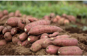 Patatas dulces púrpuras frescas de Vietnam de alta calidad con precio competitivo - Product Image 5