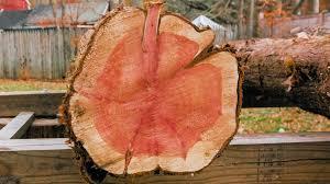 Redwood <b>Logs</b> <b>for</b> Heavy Duty Use Redwood <b>Logs</b> <b>for</b> Export Worldwide Redwood <b>Logs</b> <b>for</b> Furniture Manufacturing - Product Image 2