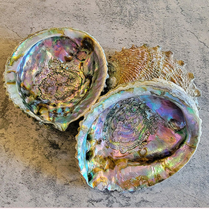 เครื่องเผาธูปเปลือกหอยเป๋าฮื้อธรรมชาติขนาดใหญ่สำหรับเปลือกหอยเปลือกหอยเปลือกหอยมาตรฐาน - Product Image 5