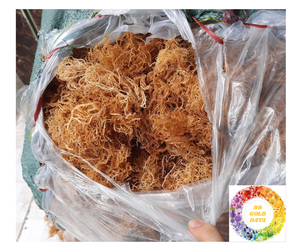 Gran oferta de Seamoss secos de Vietnam Eucheuma Cottonii Clean Irish Seaweed Superfood para la piel, embalaje a granel, Seamoss, exportación, Envío listo - Product Image 5