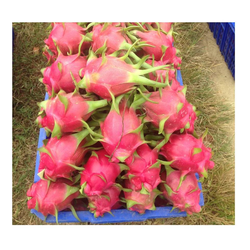 Red Dragon Fruit Fresh Fruit Good Choice Tropical Fruit Used For Food Packaging In Cartons From 99 Gold Data Vietnam