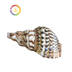 Artisan-Grade Natural Trumpet Shell-Vente en gros d'approvisionnement en vrac pour les acheteurs mondiaux - Product Image 6