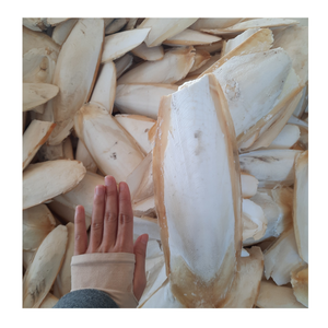 Hueso de sepia seco de calidad superior del producto para pájaro, juguete para mascotas, comida personalizada para mascotas, paquete OEM de alta calidad a precio barato - Product Image 5