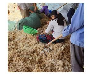 Musgo de mar seco de primera calidad a granel de Vietnam Eucheuma Cottonii algas marinas irlandesas soporte de digestión de bienestar oferta de exportación de musgo marino caliente - Product Image 2