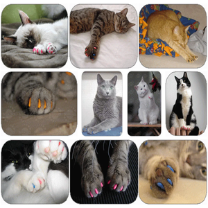 Coloridas tapas de uñas de gato de PVC de dibujos animados modernos de lujo cubiertas impermeables de garra para mascotas en embalaje de cartón de tamaño mediano - Product Image 3