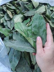 ใบกริโอลาแห้งใบทุเรียนเทศจาก2025เวียดนามขายดี - Product Image 4