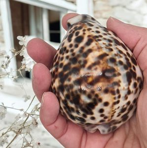 Coquillages de cauri tigre décoratifs pour l'aquarium Ornement à domicile et projets d'artisanat de bricolage fabriqués au Vietnam - Product Image 2