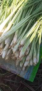 ตะไคร้สีเขียวสดจากเวียดนามของขวัญประจำวันของความบริสุทธิ์เขตร้อน - Product Image 2