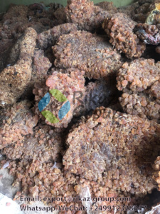 100% Organic Raw Sudan Acacia Gum Arabic de Rikaz International General Tradings LLC Premium Agriculture Product - Product Image 6