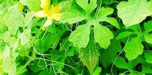 FEUILLES DE MELON AMER CONGELÉES INGRÉDIENT NATUREL PUR POUR UN STYLE DE VIE SAIN PRODUIT D'ÉTIQUETTE PROPRE - Product Image 6