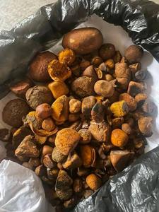 Cálculos biliares de buey de vaca a precio de fábrica suministrados en cantidad a granel para venta al por menor y comercio - Product Image 4